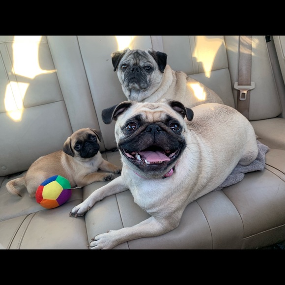 Meet your Posher, Clarice - Picture 2 of 8